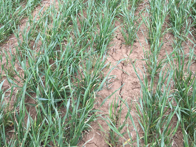 Winter wheat fields in Rice County, Kansas, examined by scouts on Tuesday were showing signs of severe drought in both the soil and the plants. This field also had freeze damage and some wheat streak mosaic, which will cause yield loss. (DTN photo by Mary Kennedy)